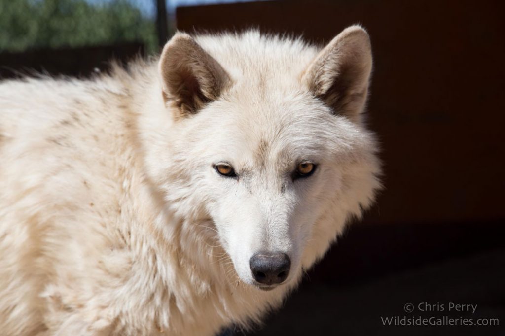 Charlee, one of the wolf-dogs at Wolf Connection Charlee, one of the wolf-dogs at Wolf Connection
