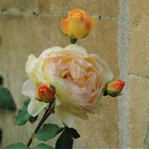 A rose from the Cotswolds.