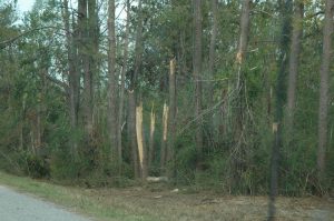 Trees snapped off by Hurricane Katrina.