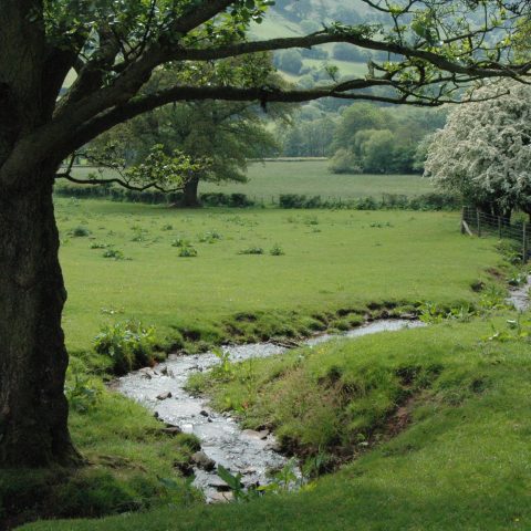 A tree by a creek in Wales, near Llathony Priory