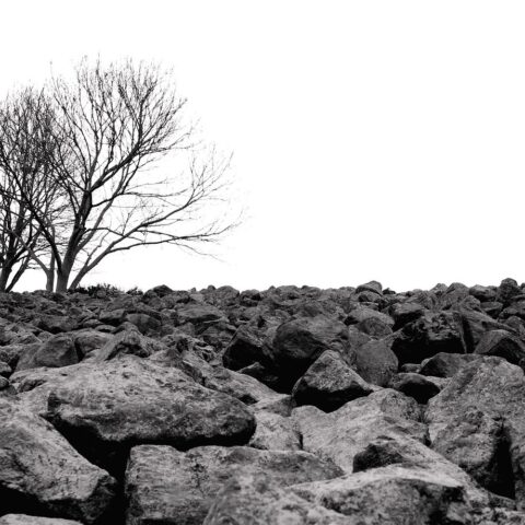 Black and white photo of stark trees on a rocky plain.